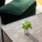 Modern Chiswick Apartment